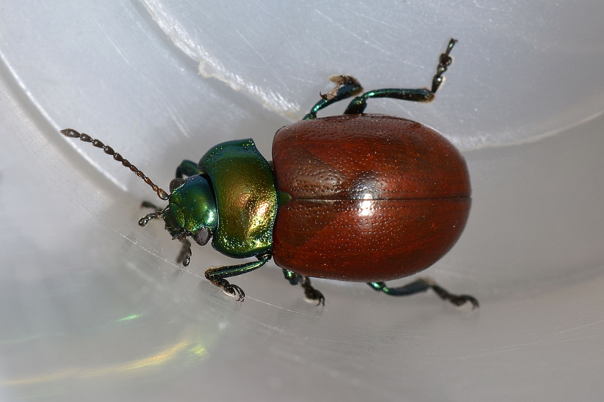 Chrysolina polita, Chrysomelidae